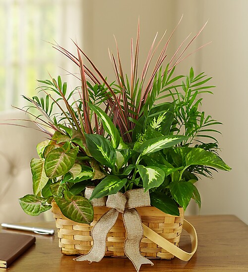 Classic Sympathy Dish Garden