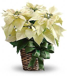 White Poinsettia