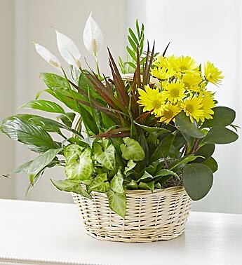 Dish Garden with Fresh Cut Flowers for Sympathy