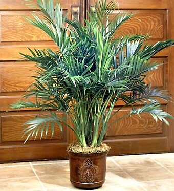 Cat Palm Floor Plant