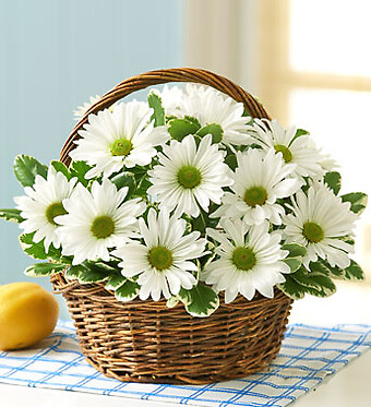 White Daisy Basket